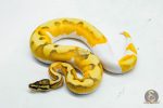 5995 1.0 SUPER ORANGE DREAM ENCHI YELLOW BELLY PIED