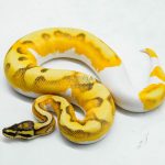 5995 1.0 SUPER ORANGE DREAM ENCHI YELLOW BELLY PIED