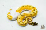 5995 1.0 SUPER ORANGE DREAM ENCHI YELLOW BELLY PIED - Image 2