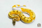 5995 1.0 SUPER ORANGE DREAM ENCHI YELLOW BELLY PIED - Image 3