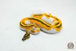 5996 1.0 SUPER ORANGE DREAM YELLOW BELLY PIED