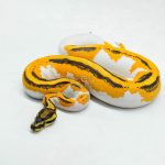 5996 1.0 SUPER ORANGE DREAM YELLOW BELLY PIED