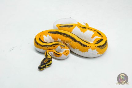 5996 1.0 SUPER ORANGE DREAM YELLOW BELLY PIED