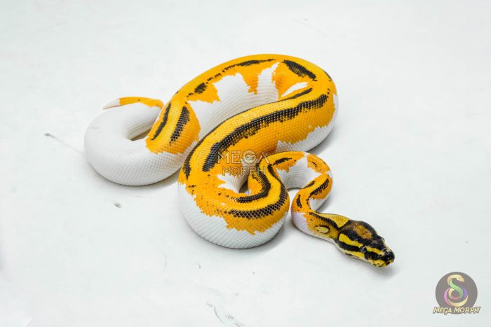 5996-2-1.jpg 5996 1.0 SUPER ORANGE DREAM YELLOW BELLY PIED - Image 2