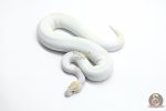 5997 1.0 IVORY PIED POSS SUPER ORANGE DREAM ENCHI