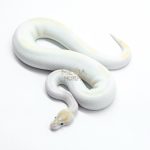 5997 1.0 IVORY PIED POSS SUPER ORANGE DREAM ENCHI