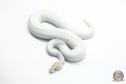5997 1.0 IVORY PIED POSS SUPER ORANGE DREAM ENCHI