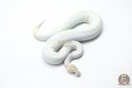 5997 1.0 IVORY PIED POSS SUPER ORANGE DREAM ENCHI - Image 2