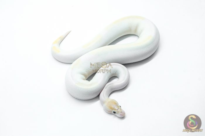 5997-2-1.jpg 5997 1.0 IVORY PIED POSS SUPER ORANGE DREAM ENCHI - Image 2