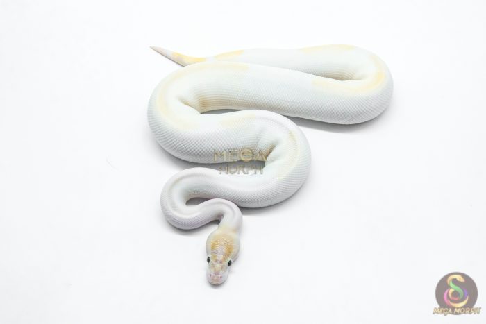 5997-3-1.jpg 5997 1.0 IVORY PIED POSS SUPER ORANGE DREAM ENCHI - Image 3