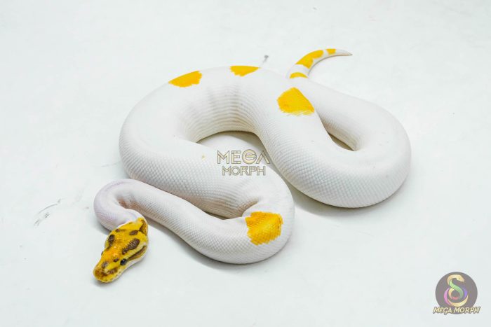 5998-1-1.jpg 5998 0.1 SUPER ORANGE DREAM YELLOW BELLY SPECIAL PIED - Image 1