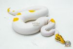 5998 0.1 SUPER ORANGE DREAM YELLOW BELLY SPECIAL PIED - Image 2