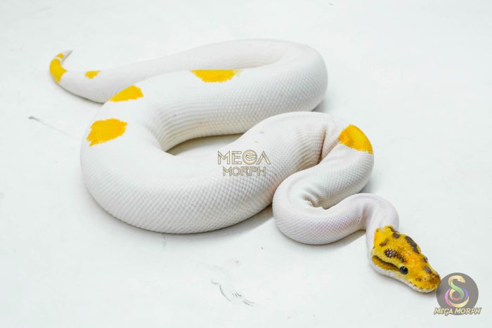 5998-2-1.jpg 5998 0.1 SUPER ORANGE DREAM YELLOW BELLY SPECIAL PIED - Image 2