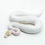 5999 0.1 IVORY PIED POSS SUPER ORANGE DREAM ENCHI