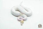 5999 0.1 IVORY PIED POSS SUPER ORANGE DREAM ENCHI - Image 3