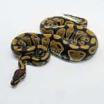 6025 0.1 NORMAL DOUBLE HET DESERT GHOST CLOWN