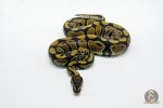 6025 0.1 NORMAL DOUBLE HET DESERT GHOST CLOWN - Image 2