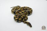 6025 0.1 NORMAL DOUBLE HET DESERT GHOST CLOWN - Image 3