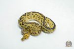 6028 0.1 LEOPARD FIRE YELLOW BELLY CLOWN HET PIED
