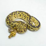6028 0.1 LEOPARD FIRE YELLOW BELLY CLOWN HET PIED