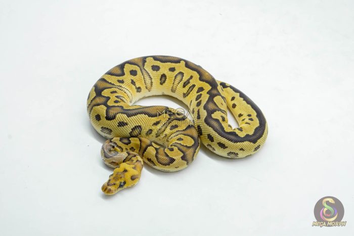 6028-1-1.jpg 6028 0.1 LEOPARD FIRE YELLOW BELLY CLOWN HET PIED - Image 1