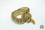 6028 0.1 LEOPARD FIRE YELLOW BELLY CLOWN HET PIED - Image 2
