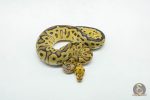 6028 0.1 LEOPARD FIRE YELLOW BELLY CLOWN HET PIED - Image 3