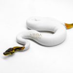6032 1.0 ORANGE DREAM LEOPARD PIED HET CLOWN