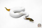 6032 1.0 ORANGE DREAM LEOPARD PIED HET CLOWN - Image 2