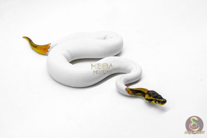6032-2-1.jpg 6032 1.0 ORANGE DREAM LEOPARD PIED HET CLOWN - Image 2