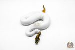 6032 1.0 ORANGE DREAM LEOPARD PIED HET CLOWN - Image 3