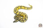6035 0.1 BLACKHEAD ENCHI PASTEL FIRE YELLOW BELLY HET PIED