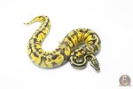 6035 0.1 BLACKHEAD ENCHI PASTEL FIRE YELLOW BELLY HET PIED - Image 2