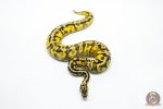 6035 0.1 BLACKHEAD ENCHI PASTEL FIRE YELLOW BELLY HET PIED - Image 3