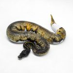 6037 0.1 SUPER BLACKHEAD ENCHI PIED