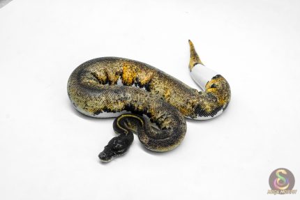 6037 0.1 SUPER BLACKHEAD ENCHI PIED