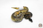 6037 0.1 SUPER BLACKHEAD ENCHI PIED - Image 2