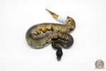 6037 0.1 SUPER BLACKHEAD ENCHI PIED - Image 3
