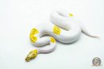6042 0.1 VANILLA FIRE PIED POSS REDSTRIPE YELLOW BELLY