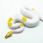 6042 0.1 VANILLA FIRE PIED POSS REDSTRIPE YELLOW BELLY