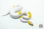 6042 0.1 VANILLA FIRE PIED POSS REDSTRIPE YELLOW BELLY - Image 2