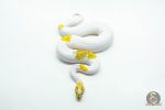 6042 0.1 VANILLA FIRE PIED POSS REDSTRIPE YELLOW BELLY - Image 3