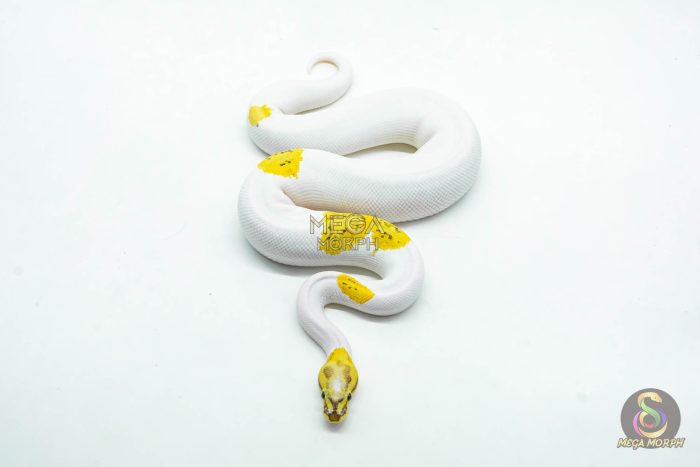 6042-3-1.jpg 6042 0.1 VANILLA FIRE PIED POSS REDSTRIPE YELLOW BELLY - Image 3