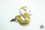 6043 0.1 LEOPARD MOJAVE PIED