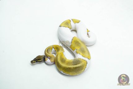 6043 0.1 LEOPARD MOJAVE PIED