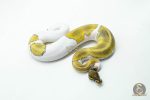 6043 0.1 LEOPARD MOJAVE PIED - Image 2
