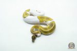 6043 0.1 LEOPARD MOJAVE PIED - Image 3