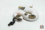 6044 0.1 BLACKHEAD LEOPARD MOJAVE PIED
