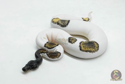 6044 0.1 BLACKHEAD LEOPARD MOJAVE PIED