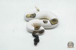 6044 0.1 BLACKHEAD LEOPARD MOJAVE PIED - Image 3